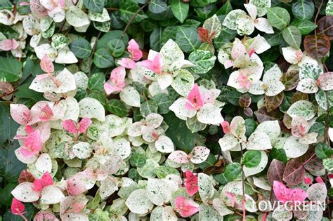 初雪葛風水|「ハツユキカズラ(初雪葛)」の花言葉とは？色や由来など花言葉。